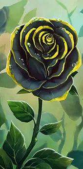 Black Rose